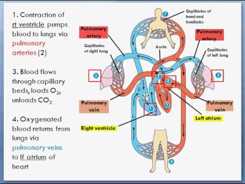 Basic Heart Circulation (Pulmonary & Sytemic circuits)