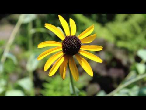 Compassionate Body Scan – 20 Minute Guided Meditation