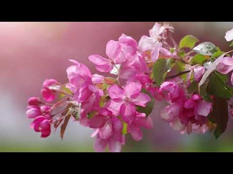 Relaxing Music for Stress Relief. Soothing Music for Meditation, Healing Therapy, Study, Sleep, Yoga