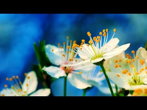 Relaxing Music for Meditation – Soothing Music for Stress Relief, Study, Spa, Massage (Amaya)