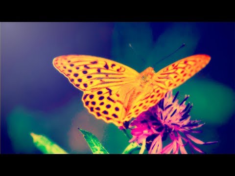 Relaxing Music for Stress Relief. Soothing Music for Meditation, Yoga, Healing Therapy