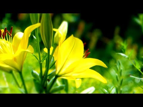 Morning Relaxing Music – Calm Piano Music For Stress Relief with Positive Energy (Emily)