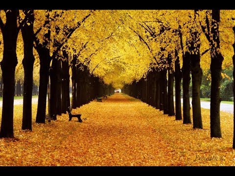 Best Piano Instrumental Music 2018 – Stress Relief Relaxing Music – Lovely Melody To Appease Sadness