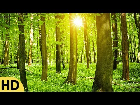 Healing Meditation Music, Relaxing Music, Music for Stress Relief, Peaceful Music, Calm Music, ☯3458