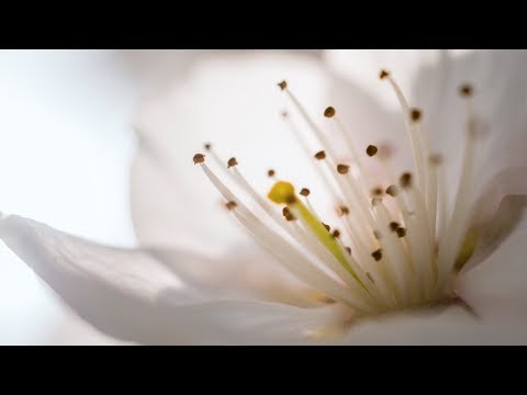 Morning Relaxing Music – Beautiful Piano Music For Stress Relief, Study Music (Donna)