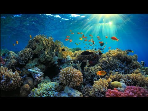 Relaxing Music for Stress Relief, Underwater Ambient, Sleep Music