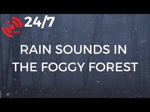 Rain & Fog in the Forest | Relaxing Sleep Sounds for Stress Relief, Insomnia Symptoms & Anxiety
