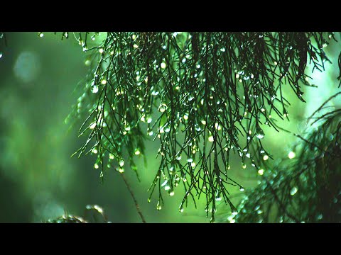 Relaxing Music + Soft Rain Sounds. Soothing Music for Sleeping, Stress Relief, Relaxation