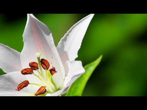 Morning Relaxing Music – Piano Music, Stress Relief, Massage, Study (Paul)